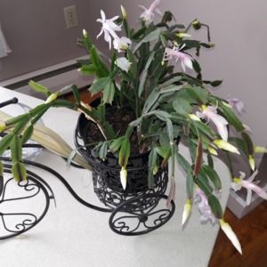 Meet your Posher, Mary